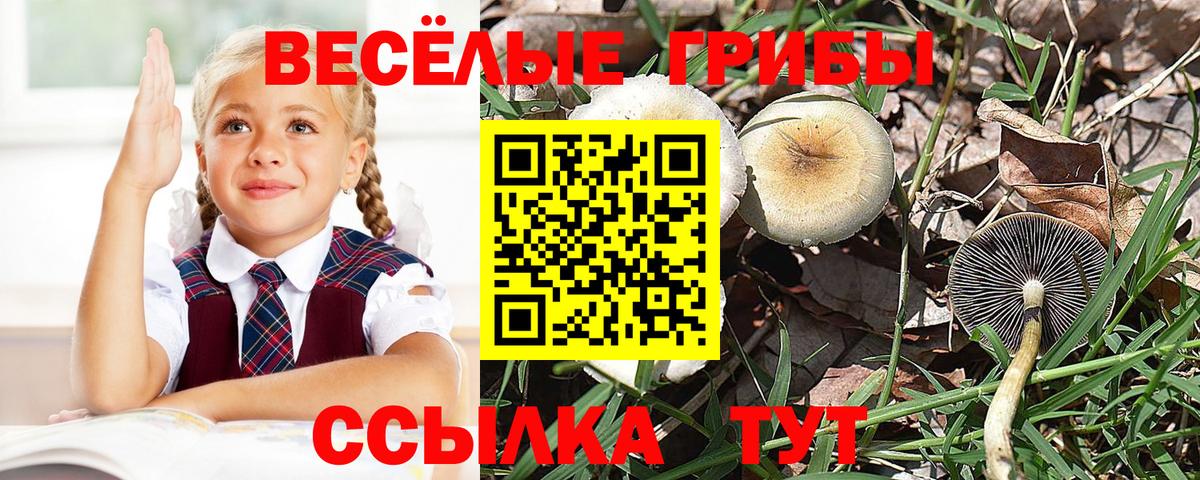 Галлюциногенные грибы Cubensis  Вход с VPN  Пенза 